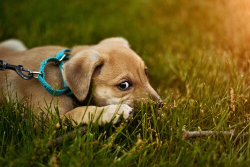 Breaking Down the Different Types of Dog Harnesses and Dog Leash